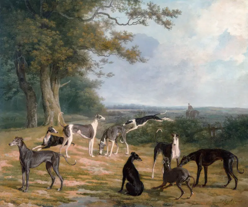 Nine Greyhounds in a Landscape by Jacques-Laurent Agasse